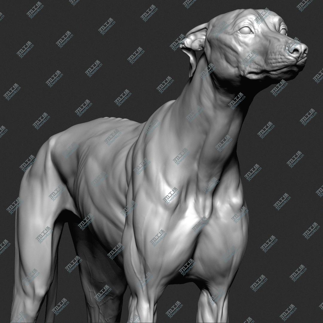 images/goods_img/20210313/3D Greyhound Dog VFX Zbrush Sculpt model/1.jpg